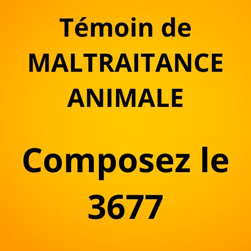 Témoin de MALTRAITANCE ANIMALE